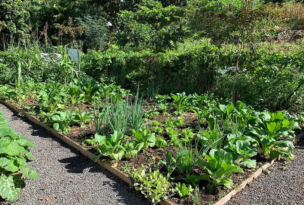 Jardins partagés Amédée