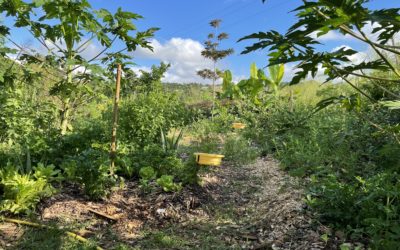 20 Mai 2021 – De belles récoltes au jardin expérimental !
