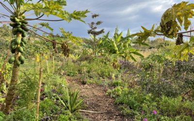 30 juin 2024 :  Publication d’un article dans la revue scientifique : Développement Durable et Territoires
