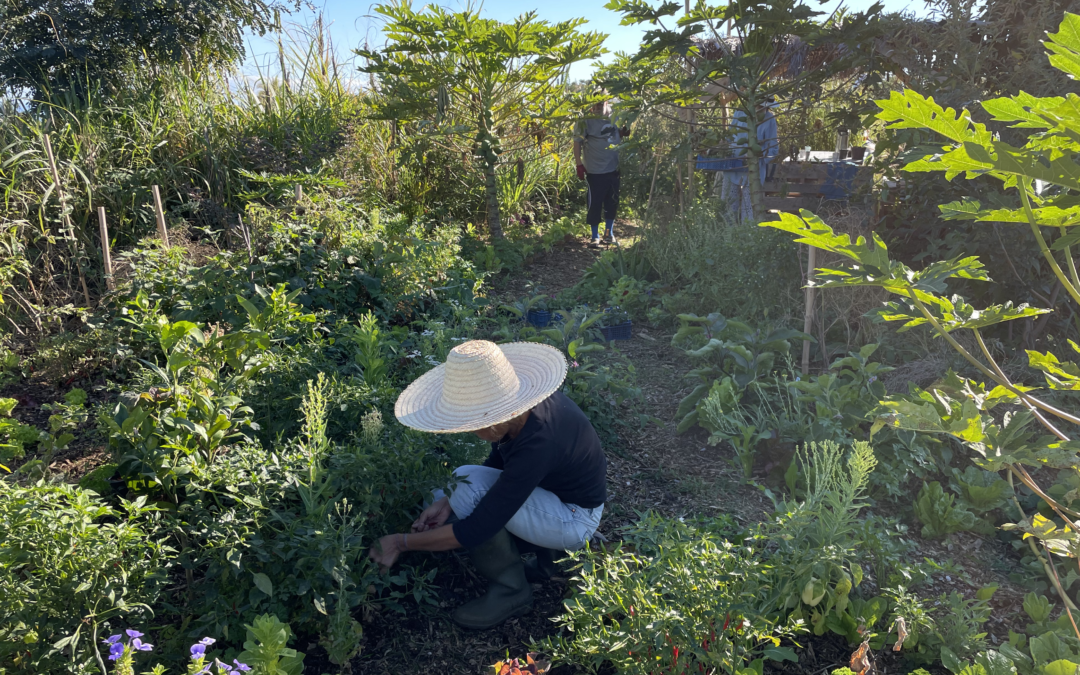 19 avril 2023  – Séminaire « Art et Écologie » – Les jardins créoles comme laboratoires d’expériences