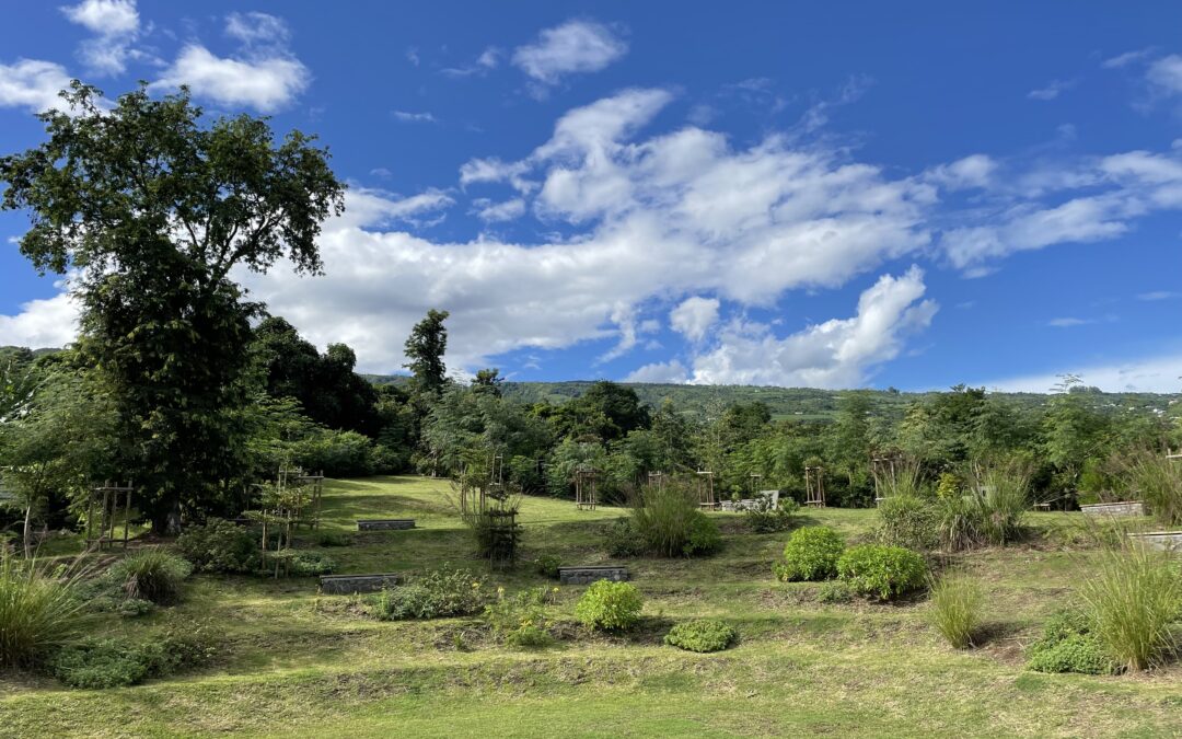 10 mai 2023  – Un bassin de rétention convertit en parc paysager et en micro-forêt d’endémiques